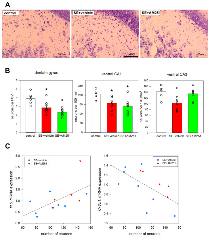 (A) neurodegeneration in the dentate gyrus of vehicle-treated and AM251-treated rats 5 months after SE. The control rats without SE had visibly more neurons, especially in the hilus of the dentate gyrus; (B) the neuronal count in the hippocampus of rats with no SE (control), vehicle-treated treated rats (SE + vehicle), and AM251-treated rats (SE + AM251) 24 h and 7 days after SE. Data are presented as mean ± SEM; dots represent individual values for each rat. *—significant differences at p < 0.05, ANOVA; (C) correlations between the number of neurons in the ventral hippocampus (X-axis) and the expression of Il1b (Spearman correlation 0.59, p < 0.05) and Cx3cl1 (Spearman correlation −0.61, p < 0.05) (Y-axis) 5 months after SE.