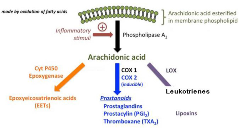 Arachidonic acid is the ordinary substrate for eicosanoid synthesis. The cyclooxygenase (COX) pathways form prostaglandins (PGs) and the COX pathways form leukotrienes (LTs) and the cytP450 pathways form various epoxy, hydroxy and dihydroxy derivatives.