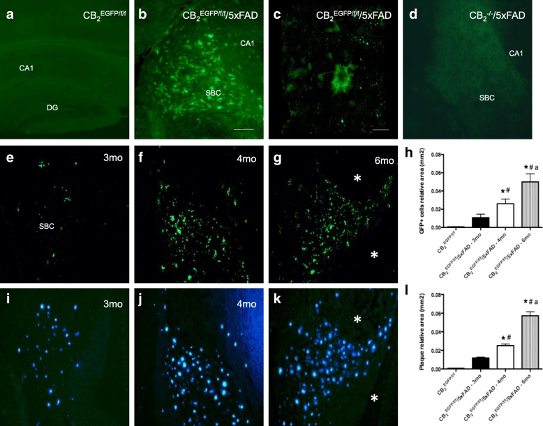 In vivo EGFP induction in the context of AD, as revealed by immunofluorescence. a Un-manipulated, healthy CB2EGFP/f/f mice showed no significant EGFP signal in hippocampus (a). b, c EGFP signal could be noticed in the brain of CB2EGFP/f/f/5xFAD mice; these cells showed ameboid shape. d No EGFP signal could be observed in any brain region of CB2−/−/5xFAD mice, including those enriched in amyloid plaques such as hippocampus. e–l EGFP signal in CB2EGFP/f/f/5xFAD mice increased with age and paralleled that of amyloid deposits. EGFP was evident in brain samples of CB2EGFP/f/f/5xFAD mice starting at 3 months of age (e) and progressively increasing with age (4 months, f, and 6 months, g) and matched with the pattern of distribution of amyloid-enriched plaques stained with methoxy-XO4 in those same samples (figure i–k). Note that neighboring brain regions devoid of amyloid deposits exhibited a complete absence of EGFP signal (asterisks in g, k). h, l Densitometric quantification of EGFP+ cells (h) and amyloid plaques (k) shows a parallel increase in neuritic plaques and EGFP expression. Data are expressed as mean ± SEM. *p < 0.05 vs CB2EGFP/f/f mice, # vs CB2EGFP/f/f/5xFAD-3mo mice, and “a” vs CB2EGFP/f/f/5xFAD-4mo mice. N = 5 for immunofluorescence labeling. Scale bars, 10 μm (c) and 50 μm. DG (dentate gyrus); SBC (subiculum); CA1 (CA1 region of Ammon’s horn)