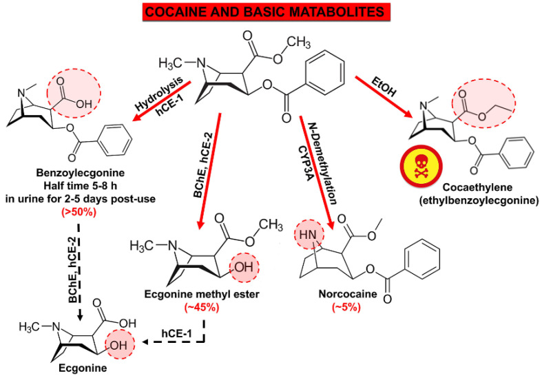 Cocaine and major metabolites. The time to detect cocaine and its metabolites in the blood, urine, saliva, sweat, and hair depends on the dose, duration of use, and sensitivity of the methods used, etc.