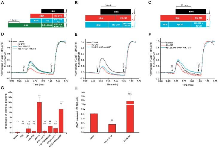 Epac protein activation largely prevents HU-210-induced presynaptic silencing.A, B, and C, schemes showing the sequence of drug additions in control; HU-210 (5 µM, 10 min); Forskolin (50 µM, 15 min) either alone and with HU-210; H-89 (10 µM, 30 min) either alone, with forskolin and with forskolin and HU-210; 6Bnz-cAMP (200 µM, 5 min) and HU-210; and 8p-CPT (50 µM,15 min) either alone and with HU-210. After these treatments cells were stimulated with 50 mM KCl (10 sec) followed by the addition of NH4Cl (50 mM). D,E and F, show average responses of total synaptic bouton populations under different conditions. G) Percentage of silent synapses in each condition. H) cAMP levels in cerebellar granule cells in basal conditions, after HU-210 (5 µM, 10 min); and after forskolin (50 µM, 15 min). Multiple comparison ANOVA followed by Bonferroni's test for means comparison was applied to data in panel G, **p<0.01 vs control; ##p<0.01 vs HU-210. For statistical significance of data shown in Fig H, Welch's t-test was used. ** p<0.05 vs basal cAMP levels. Number of synaptic boutons analyzed (total/ silent and active synaptic boutons, n, coverslip number). In panel D, Control: 169/2 and 167, n = 3. HU-210: 159/56 and 103, n = 5. Fsk+HU-210: 269/4 and 265, n = 4. H89+Fsk+HU-210: 417/29 and 388, n = 7. In panel E, Control: 138/0 and 138, n = 2. HU-210: 117/21 and 96, n = 2. HU-210+6Bnz-cAMP: 305/54 and 251, n = 7. In panel F, Control: 183/5 and 178, n = 4. HU-210: 198/70 and 128,n = 6. 8pCpt+HU-210: 144/6 and 138, n = 5.