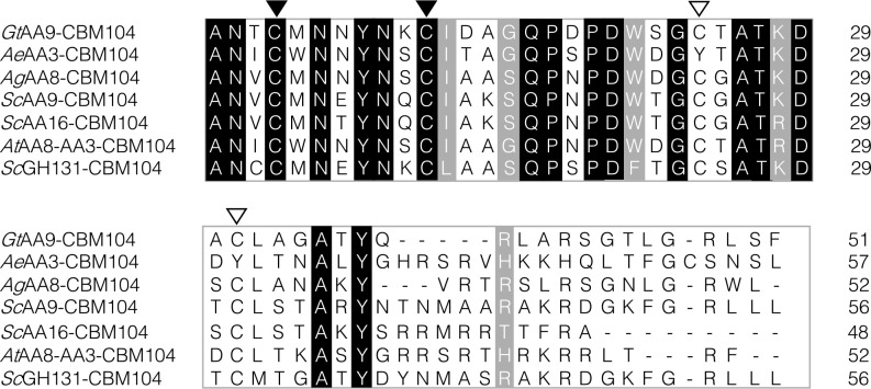 Multiple sequence alignment of the amino acid sequences of seven CBM104s. Black background: identical amino acid residues conserved across all sequences. Gray background: amino acid residues with similar properties conserved across all sequences. Cysteine residues that are crucial for maintaining the three-dimensional structure, and they are conserved in all sequences are indicated by black arrowheads. Meanwhile, those conserved in all sequences excluding AeAA3-CBM104 are indicated by white arrowheads.