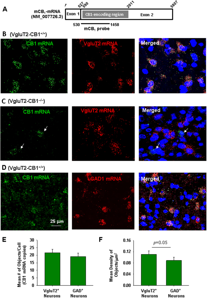 Cellular distributions of CB1 mRNA (by RNAscope) in the VTA. (A) Mouse CB1 mRNA structure and the gene target region of the mCB1 probe used in the present study. (B,C) CB1 mRNA-staining (green) was detected in VTA VgluT2 + glutamatergic neurons (red) in wildtype littermates (B), but not VgluT2-CB1 −/− mice (C). In contrast, CB1 mRNA was detected in non-VgluT2+ neurons (white arrows) of VgluT2-CB1 −/− mice. (D) CB1 mRNA was also detected in VTA GAD1+ GABAergic neurons of VgluT2-het control mice. (E,F) Mean numbers of the detected objects (i.e., CB1 mRNA copies) per cell (E) and the mean densities of CB1 mRNA signaling per cell (F) in VgluT2+glutamatergic neurons (n = 82 cells in 3 mice) and GAD1+ GABAergic cells (n = 82 in 3 mice). There is no significant difference in detected objects (E), but a marginally significant difference (p = 0.05) in CB1 mRNA densities (F) between VTA glutamatergic neurons and GABAergic neurons.