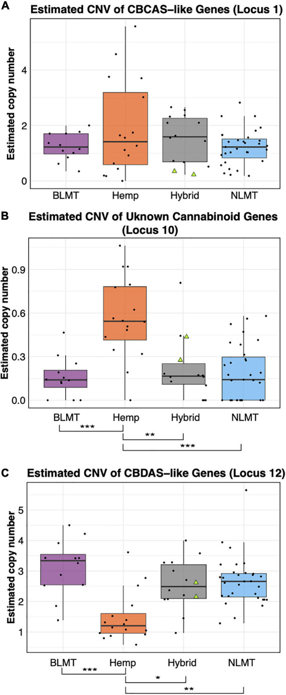 Copy Number Variation in cannabinoid genes. The estimated copy number of the CBCAS-like genes (A) is not different between groups despite the Hemp lineage having the widest range. Another unknown cannabinoid locus (B) shows significant differences between Hemp and the other groups at the P < 0.001 level. The Hemp lineage also differs significantly with a P < 0.01 from the other lineages in the estimated copy number of CBDAS-like genes (C). The two NIDA samples are presented within the Hybrid grouping by two green triangles.