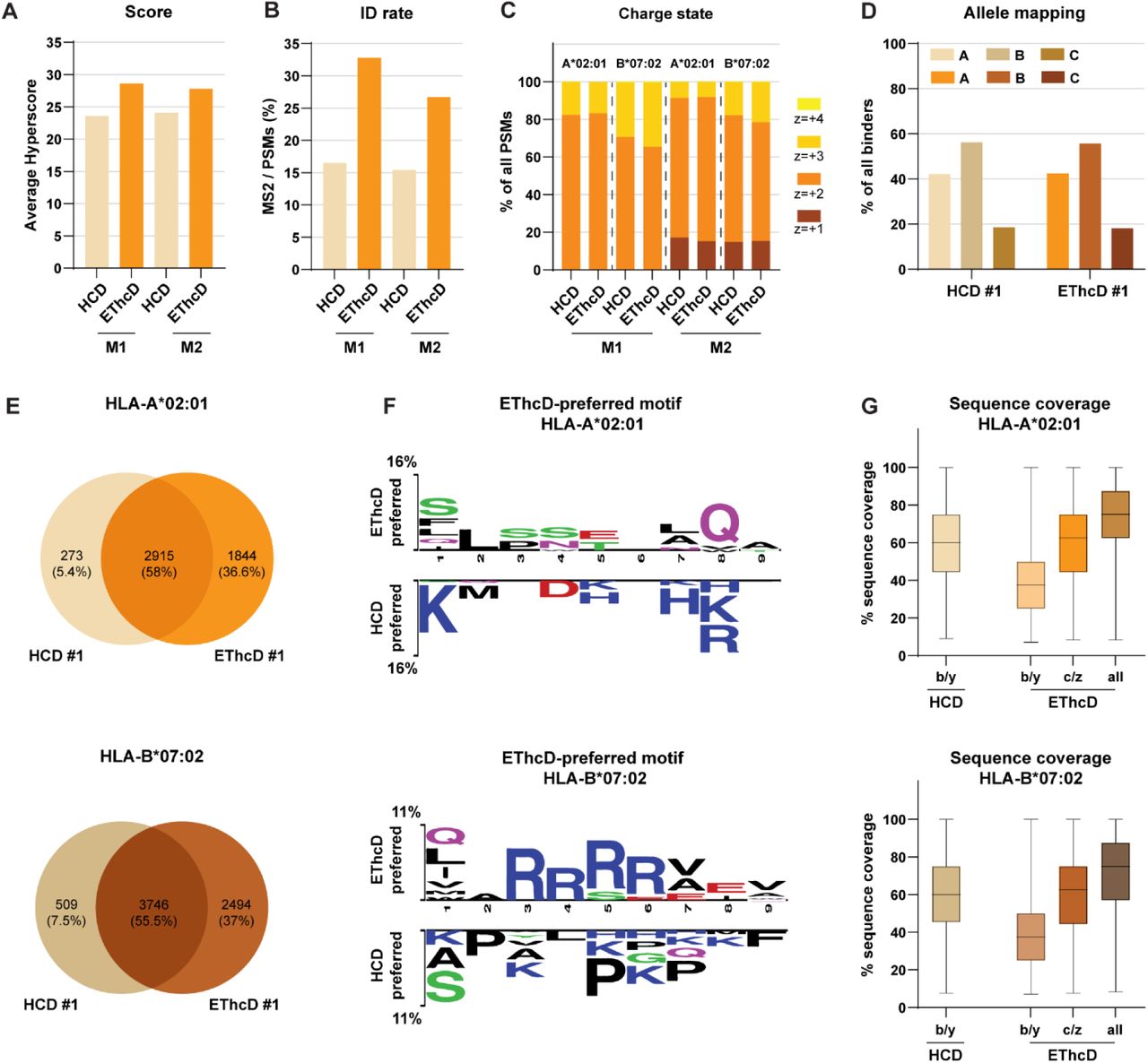 EThcD fragmentation increases sequence coverage and enables identification of JY immunopeptides missed by HCD.For JY immunopeptidome analysis, methods M1 and M2 were compared with both HCD and EThcD for (A) the resulting spectral score (Hyperscore) and (B) ID rates. Identified predicted binders (NetMHCpan 4.1, <1% binding rank) were extracted for HLA-A*02:01 and –B*07:02 and analyzed for their (C) charge state distribution and (D) percentage (%) of binders to the HLA-A, -B, and –C-alleles. N.B. Identified predicted binders can be predicted to bind multiple HLA-alleles. (E) Venn diagrams of the overlap between HCD- and EThcD-identified unique peptides for HLA-A*02:01 and –B*07:02. (F) Sequence motifs of over-represented amino acids in identified peptides. Motifs on the top are enriched in EThcD-preferred peptides, whereas motifs on the bottom are less identifiable in the EThcD-preferred peptides compared to sequences identified by HCD alone + those identified by both HCD and EThcD (i.e. ‘HCD-preferred’). Motifs were extracted with Two-Sample Logo (p<0.05) for HLA-A*02:01 and –B*07:02 predicted binders (<1% binding rank). The height of each symbol is proportional to the difference in relative frequencies. (G) Percentage (%) of sequence coverage of HCD (b/y ion series) and EThcD (b/y, c/z, or the combination of ion series) for HLA-A*02:01 and –B*07:02 predicted binders (<1% binding rank).