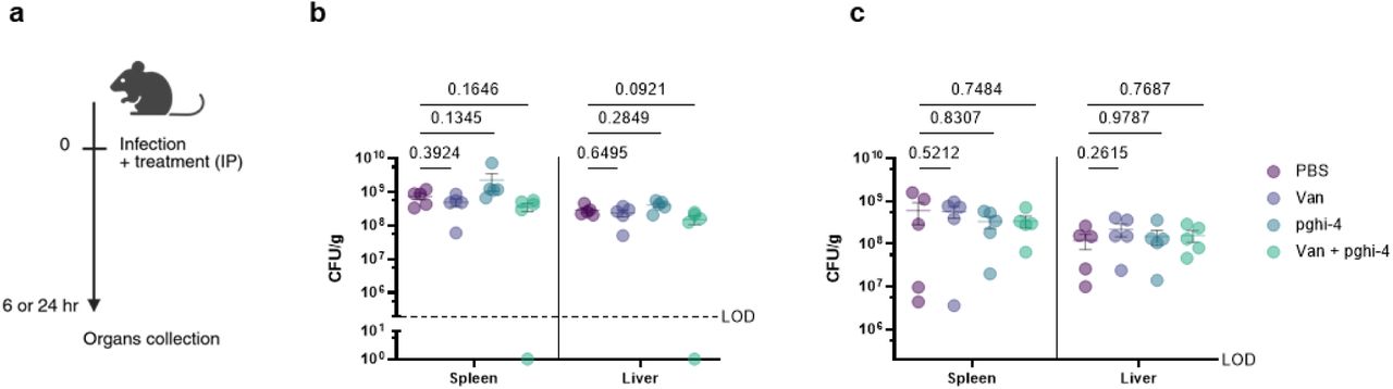 Single-dose therapeutic efficacy of pghi-4 as vancomycin adjuvant in vivo.a, Scheme of systemic infection in vivo with VREfm (ERV165): mice were infected with 109 VREfm CFU with PBS (0.25% CMC), pghi-4 (25 mg/kg 0.25% CMC) ± vancomycin (Van, 100 mg/kg 0.25% CMC) intraperitoneally. 6- or 24 hours post-infection mice were sacrificed, organs were collected and VREfm burden was analyzed by CFU. b, CFU analysis of organs from VREfm-infected mice pghi-4 (25 mg/kg 0.25% CMC) ± vancomycin (Van, 100 mg/kg 0.25% CMC). collected after 6 hours post-infection. Dotted horizontal line is limit of detection (LOD). c, CFU analysis of organs from VREfm-infected mice ± pghi-4 (25 mg/kg 0.25% CMC) ± vancomycin (Van, 100 mg/kg 0.25% CMC) collected after 24 hours post-infection. Y axis starts with the limit of detection (LOD). For b, c, horizontal line is mean ± S.E.M. and analyzed by Kruskal-Wallis test with Dunn’s uncorrected post-test. Each dot is an individual mouse, n=5.