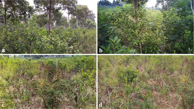 Four images labeled a, b, c, and d depict different forested areas. Image a shows a dense forest with tall trees and green shrubs. Image b focuses on a variety of green foliage under tall trees. Image c appears to show a mix of green and brown vegetation, suggesting dryness. Image d highlights sparse vegetation with patches of brown, indicating sparse growth or decay.