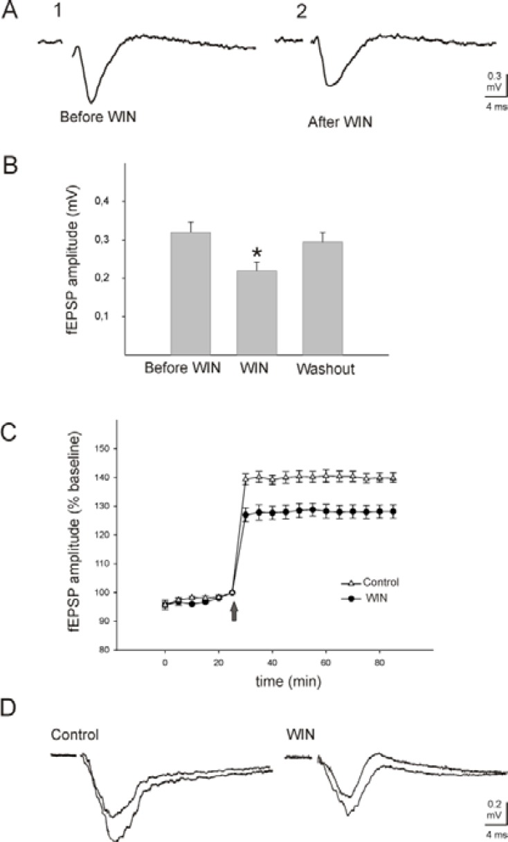 Effects of WIN 55,212-2 (WIN) on the evoked field excitatory post-synaptic potentials (fEPSP) and long-term potentiation (LTP) in the somatosensory neocortical tissues of rats. A: Recording of fEPSP in the third layer of a neocortical slice elicited by stimulation of white substance before (A1) and after (A2) application of WIN (5 μM). B: Group of bars represents the mean ± SEM of the amplitude of fEPSP before (first bar), during (middle bar) and after (third bar) application of WIN. C: Tetanic stimulation (ten trains of four pulses, pulse duration 0.1 msec; interpulse interval 50 msec) produces a rapid and stable potentiation in the amplitude of the fEPSP, calculated as a percentage of baseline mean response amplitude. Solid circles and open triangles show the evoked fEPSP after application of WIN (5 µM) and control, respectively. Arrow shows the time of tetanic stimulation, 60 min after application of WIN (5 µM) and artificial cerebrospinal fluid (ACSF, control). Application of WIN significantly inhibited LTP of the evoked field potentials ((Mann-Whitney rank sum test, P= 0.028), calculated as a percentage of baseline mean response amplitude. D: Representative examples of the evoked field potentials before and after tetanic stimulation in WIN and ACSF (control) affected slices. * indicates P= 0.028