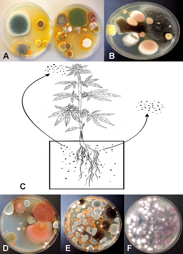 Recovery of fungal species from samples of unsterilized coconut fiber (coco) used in the hydroponic cultivation of cannabis plants. Samples were diluted in water and plated onto PDA+S. (A) A diverse range of Penicillium and Aspergillus species were recovered from unused coco bags. (B) Colonies of Aspergillus niger (black) and Aspergillus terreus (pink) present in coco samples. (C) Proposed scheme through which molds found in growing substrates could be air-borne and spread to the inflorescences, or grow internally in the pith tissues of the stem. (D, E) Microbes present in coco substrate at the beginning and end of the production cycle include species of Aspergillus (red colonies), Penicillium (blue-green colonies) as well as a range of uncharacterized bacteria. (F) Colonies of Fusarium oxysporum emerging from coco substrate used in cannabis production, showing complete colonization of the medium by the end of the 10-week production cycle as a result of build-up of inoculum.