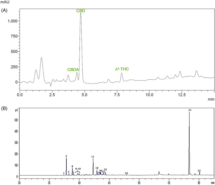 (A) Representative HPLC chromatogram of the Cannabis sativa L. extract recorded at 225 nm, following the method used for the analysis of cannabinoids. CBD, which elutes at 4.4 min, represents the main component. CBDA elutes at 4.2 min. The peak assigned to THC is at 7.4 min. (B) Representative GC chromatogram of the C. sativa L. extract, focused on the retention window of sesquiterpenes and cannabinoids. CBD (peak 24), CAR (peaks 2 and 17), and CBG (peak 25). For peak numbering, see Table S1. CAR, β‐caryophyllene; CBD, cannabidiol; CBDA, Cannabidiolic acid; CBG, Cannabigerol; GC, gas chromatography; THC, Δ9‐tetrahydrocannabinol