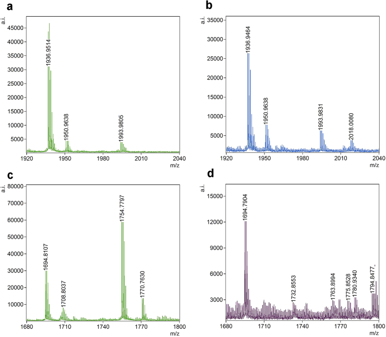 (a) MALDI-TOF spectrum of CAM-modified (m/z = 1936.9575; [M+H]+) C201-containing peptide 187–202 in control hMGL. (b) MALDI-TOF spectrum of CAM- (m/z = 1936.9464; [M+H]+) and DMD-modified (m/z = 2018.0080; [M+H]+) C201-containing peptide 187–202 in H2O2-treated hMGL. (c) MALDI-TOF spectrum of CAM-modified (m/z = 1694.8107; [M+H]+) C201-containing peptide 189–202 in control hMGL. (d) MALDI-TOF spectrum of CAM- (m/z = 1694.7904; [M+H]+) and DMD-modified (m/z = 1775.8528; [M+H]+) C201-containing peptide 189–202 in H2O2-treated hMGL.
