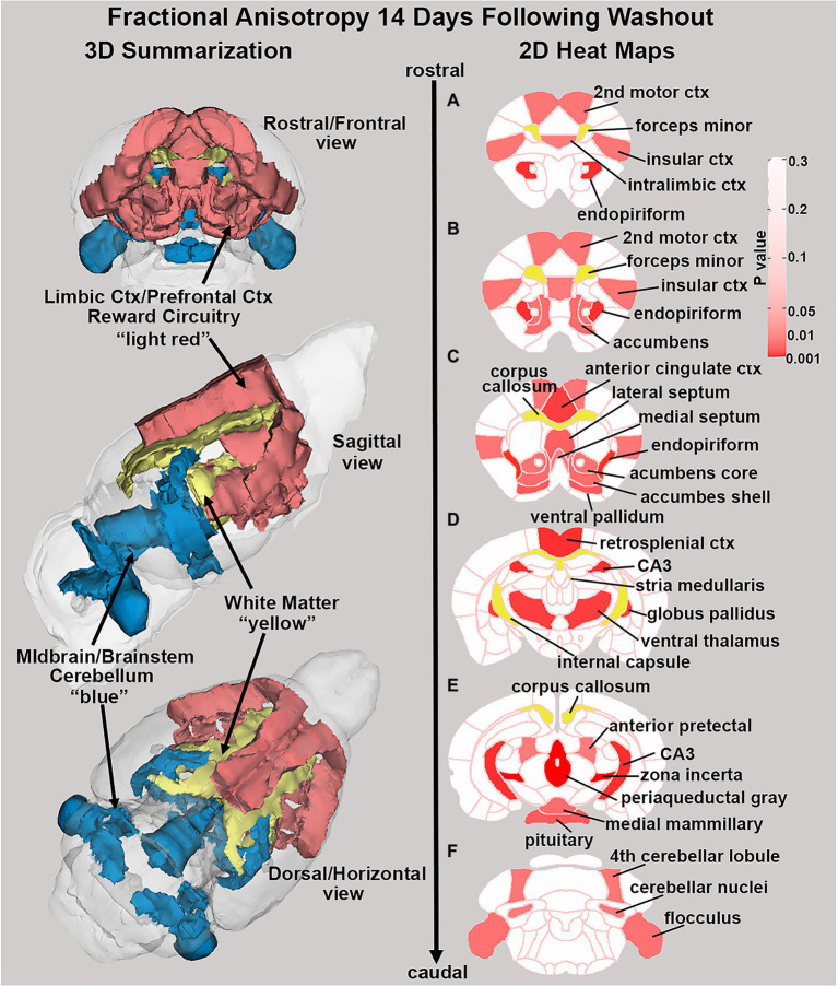 Changes in fractional anisotropy. Shown in the 2D heat maps to the right are brain areas with significantly different FA values following washout of Δ9-THC as compared to placebo. These same areas are reconstructed as 3D volumes to the left. These data were taken from Table 4 and are aligned top (rostral) to bottom (caudal) as 2D axial sections (A-F) using the 3D mouse MRI atlas.