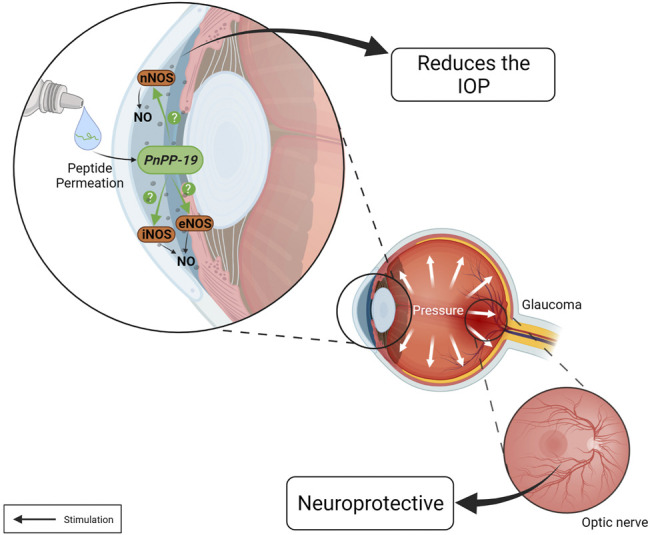 Actions of the PnPP-19 peptide in the eye. PnPP-19 a NO-inducer peptide, when topically applied as eye drops, reduces IOP after a single instillation, both in healthy and hypertensive eyes, without eliciting apparent toxicity. However, it is unknown which NOS is activated by PnPP-19. This peptide may promote neuroprotection by preventing the progression of optic nerve degeneration. Created with BioRender.com.