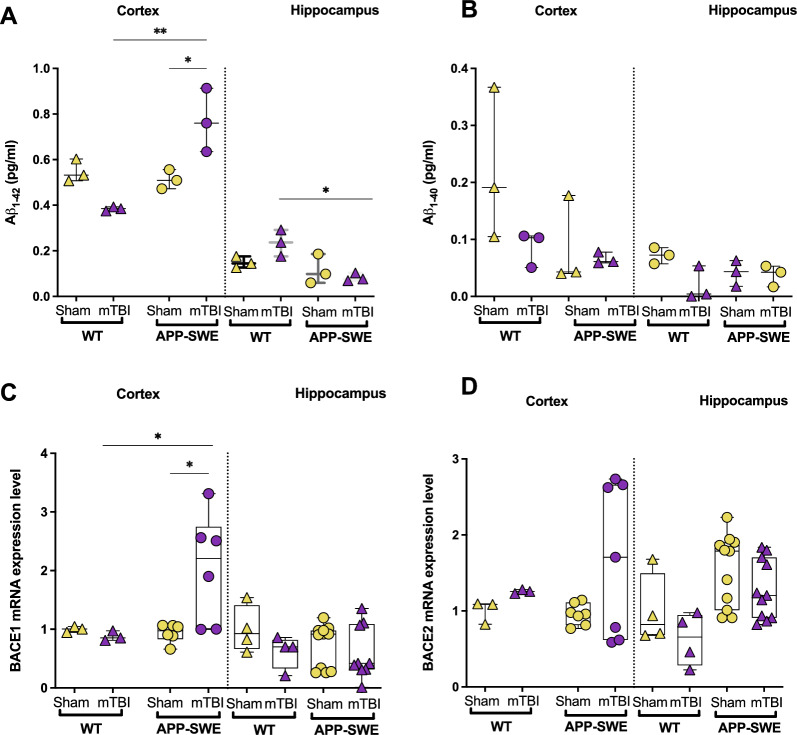 Effects of mTBI on beta-amyloid and beta-site amyloid precursor protein cleaving enzymes (BACE 1 and 2) transcript levels in brain areas of APP-SWE mice and their WT controls. A Aβ1−42 and B Aβ1−40 levels in the cortex and hippocampus of WT and APP-SWE mice (sham and mTBI). C BACE1 and D BACE2 gene expression levels in cortex and hippocampus of WT and APP-SWE mice (sham and mTBI). Statistical analysis was performed by Two-way analysis of variance (ANOVA) followed by Tukey's multiple comparison test (*P ≤ 0.05; **P ≤ 0.01). Data are represented as boxplots with individual points