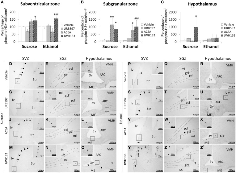 Effects of the repeated administration of URB597 (0.3 mg/kg), ACEA (3 mg/kg), and JWH133 (0.2 mg/kg) on cells that expressed the mitotic Ser-10 phosphorylation of histone-3 (phospho-H3+) in the SVZ (A), SGZ (B), and hypothalamus (C) of adult rats with sucrose and alcohol consumption. The data were expressed as the percentage of positive cells per area (mm2) relative to the control group (vehicle-treated sucrose-fed group). The histograms represents the mean + s.e.m. (n = 6). Bonferroni's test: *P < 0.05, **P < 0.01 vs. sucrose-vehicle group; #P < 0.05, ###P < 0.001 vs. ethanol-vehicle group. (D–Z') Representative microphotographs showing low and high (insets) magnification views of cells expressing phospho-H3 (arrowheads) in the SGZ, SVZ, and hypothalamus of vehicle, URB597, ACEA, and JWH133-treated rats fed with sucrose (left panel) and ethanol (right panel) diets. Scale bars are included in each image.