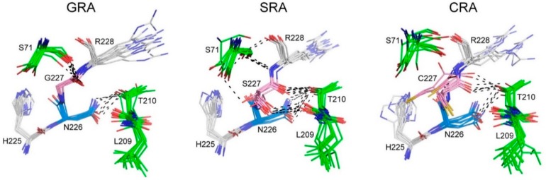 Conformational ensembles of the cleavage sites of CBD-INT-OCV-cecB2 fusion protein variants during 10 ns of MD simulation. For clarity, catalytic Asn (N226) and the +1 position residues (G227, S227, or C227) of OCV are colored in light blue and pink, respectively. The neighboring residues are in green. The potential hydrogen bonds are depicted as black dashed lines.
