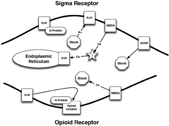 A schematic representation of the opioid receptor and σ1Rs. NMDA – N-methyl-d-aspartate receptor; K+C – potassium channel; ! – increased concentration; AChR – acetylcholine receptor; S1R – σ1R; Ca2+ – calcium; K+ – potassium.