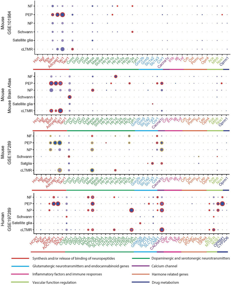 Expression profiles in PNS cell types in human and mouse datasets. In a particular cell type, the expression of genes was illustrated in 8 categories indexed by color bars. A larger dot size indicates a higher detection rate of gene expression within each cell type, while a darker color indicates a higher average level of expression. The red circles indicate significantly higher expression in a cell type compared to all others. The golden circles in the GSE197289 profile indicate significantly differential expression between normal and headache models.