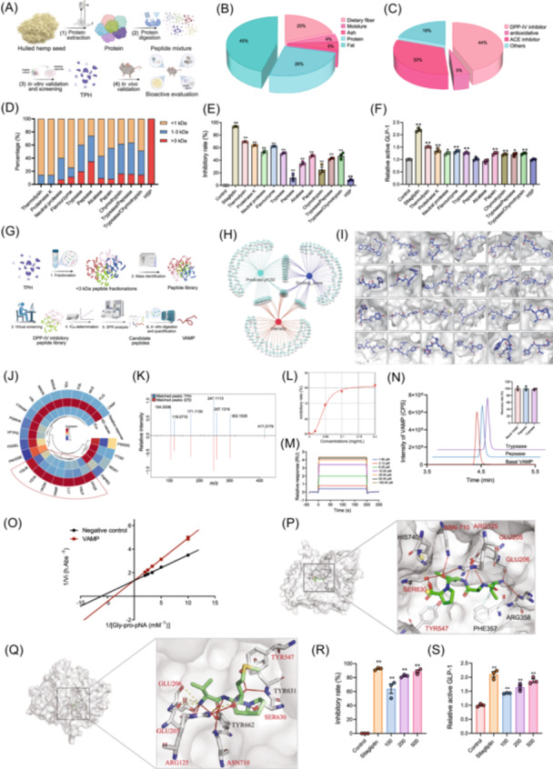 Mining of DPP‐IV‐inhibiting peptides in enzymatic products of HSP. (A) Strategy for screening enzymes to be used for the enzymolysis of HSP to obtain hydrolysates that inhibited DPP‐IV. (B) The nutritional composition of the hemp seeds was determined. (C) The percentage of peptide sequence numbers in HSP with various functions is shown. (D) The molecular weight distribution of the HSP hydrolysates generated using different enzymes. (E) The inhibitory rate of different HSP hydrolysates on DPP‐IV. (F) The relative concentrations of active GLP‐1 in intestinal organoid treated with different HSP hydrolysates. (G) Strategy for the identification of peptides that inhibit DPP‐IV. (H) Dynamic network Venn diagram analysis was performed for the top 100 peptides (tripeptides, tetrapeptides, pentapeptides, and hexapeptides) in TPH based on the intensity, affinity, and predicted pIC50. (I) The predicted binding model between DPP‐IV and the 24 selected bioactive peptides was visualized by PyMOL. (J) Heatmap analysis of the relative response, KD values, and IC50 values of the 24 selected peptides was performed. (K) The LC–MS data of VAMP from synthetic standards and TPH samples were compared. (L) The IC50 curve of VAMP. (M) The SPR sensorgrams of click‐immobilized DPP‐IV toward VAMP at different concentrations are shown. (N) The recovery rate of VAMP after pepsase and trypsase digestion was determined. (O) Lineweaver‒Burk plots of DPP‐IV inhibition by VAMP are shown. (P) Molecular docking results visualization of active‐site superimposition between VAMP‐bound DPP‐IV with key residues are labeled as a three‐letter code. VAMP (Green) and residues (White) are shown as sticks, and DPP‐IV is shown as surface. Hydrogen bonds are colored red, hydrophobic interactions are colored cyan, and salt bridges are colored yellow. (Q) X‐ray co‐crystal structures visualization of active site superimposition between VAMP‐bound DPP‐IV and key residues is labeled with a three‐letter code. VAMP (green) and residues (white) are shown as sticks, and DPP‐IV is shown as a surface. Hydrogen bonds are colored red and salt bridges are yellow. The red fonts represent the overlapping key residues for docking and X‐ray co‐crystal structure. (R) The inhibitory effect of VAMP on DPP‐IV was determined. (S) The relative concentrations of active GLP‐1 after VAMP treatment in intestinal organoids were measured. DPP‐IV, dipeptidyl peptidase IV; GLP‐1, glucagon‐like peptide‐1; HSP, hemp seed proteins; IC50, half maximal inhibitory concentration; KD, dissociation constant; LC–MS, liquid chromatography‐mass spectrometry; pIC50, predict half maximal inhibitory concentration; SPR, surface plasmon resonance; TPH, thermolysin‐catalyzed protein hydrolysates.
