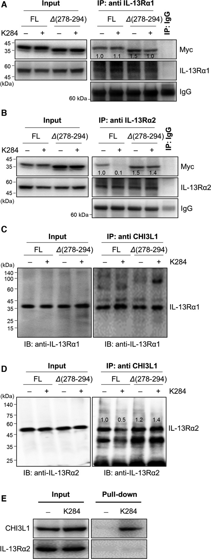 Effects of mutation of the docking site of CHI3L1 to K284 on the binding of IL‐13Rα2 receptor. A549 cells were transfected with FL or Δ278‐294 mutants of human CHI3L1‐6×Myc expression vector. Transfected cells were treated with or without 5 μm of K284 and incubated for 24 h. (A, B) Immunoprecipitation was performed with anti‐IL‐13Rα1 IgG or anti‐IL‐13Rα2 IgG. Blotting was performed with anti‐Myc IgG, and the bands showed Myc‐tagged CHI3L1. Input CHI3L1 (A, B; left) and immunoprecipitated CHI3L1 with IL‐13Rα1 (A; right) or IL‐13Rα2 (B; right) shown by western blotting. (C, D) Immunoprecipitation was performed with anti‐CHI3L1 IgG. Blotting was performed with anti‐IL‐13Rα1 IgG or anti‐IL‐13Rα2 IgG, and the bands showed IL‐13Rα1 (C) or IL‐13Rα2 (D). Input IL‐13Rα1 (C; left) or IL‐13Rα2 (D; left) and immunoprecipitated IL‐13Rα1 or IL‐13Rα2 with CHI3L1 (C, D; right) shown by western blotting. (E) Pull‐down assay showing the interaction among K284, human CHI3L1, and IL‐13Rα2. −; control unconjugated epoxy‐activated Sepharose 6B bead, +; K284 was conjugated with epoxy‐activated Sepharose 6B bead.