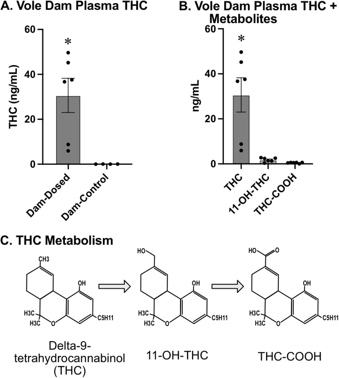 A) Concentration of THC (measured in mL of THC per ng of tissue) in the plasma of dosed prairie vole dams (left) and vehicle prairie voles dams (right). The plasma of dosed dams contained significantly higher concentrations of THC than vehicle dams. B) THC and metabolites in the dosed prairie vole dam plasma. THC-COOH concentration (right) and 11-OH-THC (center) are both significantly lower than THC (left). C) Metabolic progression of the THC molecule. Delta-9-tetrahydrocannabinol (THC) is first metabolized into 11-hydroxy-delta-9-tetrahydrocannabinol (11-OH-THC) then further metabolized into 11-Nor-9-carboxy-delta-9-tetrahydrocannabinol (THC-COOH). Ultimately, this THC-COOH is conjugated with glucuronide forming a water-soluble compound that can be easily excreted from the body. * - indicates significantly different from all other groups