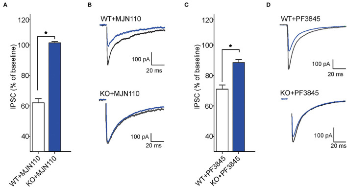 FABP5 deletion impairs tonic 2-AG and AEA signaling at striatal GABA synapses. (A) The average depression of eIPSC induced by the MAGL inhibitor MJN110 (10 μM) in WT and FABP5 KO mice. Average reduction in the amplitude of eIPSCs to baseline, in WT (WT+MJN110: 62.01 ± 1.10%, n = 5 cells from 5 mice, t4 = 17.83, p < 0.05, vs. baseline) and FABP5 KO (KO+MJN110: 101.36 ± 0.32 %, n = 5 cells from 5 mice, t4 = −0.52, p > 0.05, vs. baseline) slices during bath application of MAGL inhibitor. (B) Sample eIPSC traces taken before and during MJN110 application in WT (top) and FABP5 KO mice (bottom). Note that FABP5 deletion prevents the depression of eIPSCs induced by MJN110. (C) Average reduction of eIPSC induced by the FAAH inhibitor PF3845 (3 μM) in WT (WT+PF3845: 71.14 ± 1.16%, n = 5 cells from five mice, t4 = 18.49, p < 0.05 vs. baseline) and FABP5 KO (KO+PF3845: 88.52 ± 0.74 %, n = 5 cells from 5 mice, t4 = 5.10, p < 0.05, vs. baseline) slices. (D) Representative eIPSC traces before and during PF3845 application in WT and FABP5 KO mice. *, p < 0.05.