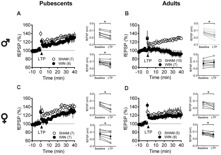 Age- and sex-dependent ablation of long-term potentiation (LTP) in the rat PFC 24 h after in vivo cannabinoid exposure. Rats were exposed to WIN55,212-2 (WIN, 2 mg/kg, s.c.) 24 h before. Average time-courses of mean fEPSPs showing that theta-burst stimulation (indicated arrow) induced a LTP at mPFC synapses in both Sham- (white circles, n = 7) and WIN- (black circles, n = 8) exposed pubescent males (A) but not WIN-treated adults (B, Sham: white circles, n = 10; WIN: black circles, n = 7). In contrast, LTP was present in mPFC slices obtained from both pubescent (C, Sham: white circles, n = 7; WIN: black circles, n = 7) and adult (D, Sham: white circles, n = 5; WIN: black circles, n = 8) WIN-treated females. Adjacent to the time-course figures are showed individual experiments (white circles) and group average (Sham, gray circles; WIN, black circles) before (baseline) and after (35–40 min) LTP induction showing that, in males, LTP is present in pubescent (A, on the right) but not in adults (B, on the right). In contrast, LTP was present in both pubescent (C, on the right) and adult (D, on the right) females previously treated with WIN. Error bars indicate SEM, n = individual rats, *p < 0.05, Paired t-test. ♂ Males; ♀ Females.