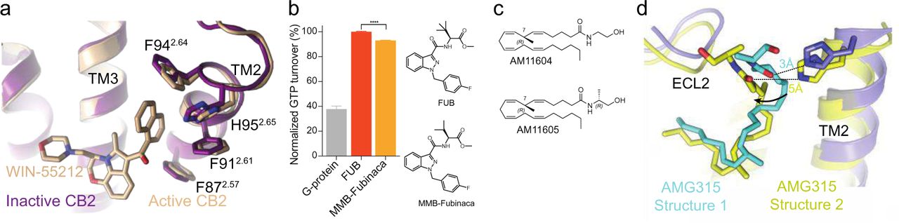 a. Active (PDB: 6PT0) and inactive (PDB: 6KPC) structures of CB2 showing no change in TM2 position upon activation.b. GTP turnover assay showing more turnover with FUB compared to MMB-Fubinaca. (Mean ± SD, p < 0.001****, t-test)c. Chemical structure of AM11604 and AM11605.d. The difference in conformation in AMG315 between the AMG315-bound CB1 structures, wherein contacts the ligand contact H1782.65 in one structure and not the other.