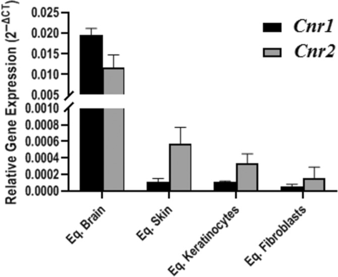 Comparison of the relative expression level of Cnr1 and Cnr2 in equine brain (Eq. Brain); skin (Eq. Skin); keratinocytes (Eq. Keratinocytes) and fibroblasts (Eq. Fibroblasts). The transcript level in each biological sample is displayed as the mean value of 2−ΔCT ± SEM