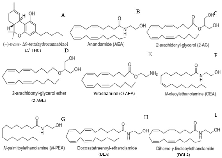 Chemical structures of various cannabinoid ligands. (A) Phytocannabinoid, THC. (B,C) Endocannabinoids, AEA and 2-AG. (D–I) Synthetic cannabinoids, 2-AGE, O-AEA, OEA, N-PEA, DEA, and DGLA.