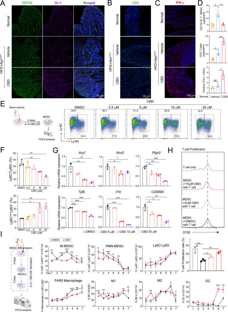 CBD prevents MDSC generation from bone marrow cells in vitro. (A) The total Gr-1+ MDSCs (CD11b+Gr-1+, white arrow) in mice colon in different groups (n=5/group). Scale bar, 50 µm. (B) The CD3+ T cells in mice colon in different groups (n=5/group). Scale bar, 50 µm. (C) Expression of IFN-γ in mice colon in different groups (n=5/group). Scale bar, 100 µm. (D) The quantification of representative fluorescent images of Gr-1+ MDSCs, CD3+ T cells and IFN-γ from (A), (B) and (C), respectively. (E) Bone marrow cells were treated with DMSO or different dose of CBD (2.5–10 µM) supplemented with IL-6 (50 ng/mL) and GM-CSF (50 ng/mL) for 4 days to induce MDSCs. The representative FACS dot plot showed the effect of CBD on surface phenotype of MDSCs (n=3). (F) The statistical analysis of the proportion of Ly-6ChiLy-6G− (M-MDSCs) and Ly-6Clow/−Ly-6G+ (PMN-MDSCs) in figure 3E. (G) MDSC feature gene expression after CBD treatment detected by qPCR (n=3). (H) Suppressive activity of MDSCs against T-cell proliferation. Representative histograms of CFSE dilution (top) and the percentage of T-cell proliferation (bottom) were shown (n=3). (I) Bone marrow cells were treated with DMSO or CBD (10 µM) supplemented with IL-6 (50 ng/mL) and GM-CSF (50 ng/mL) and collected adherent cells for FACS analysis to determine the cell types at indicated day (n=3). *p<0.05, **p<0.01, ***p<0.001. P values were calculated by one-way ANOVA with Tukey’s multiple comparisons test. ANOVA, analysis of variance; CBD, cannabidiol; DMSO,dimethyl sulfoxide; GM-CSF, granulocyte-macrophage colony-stimulating factor ; FACS, fluorescence-activated cell sorting; IFN, interferon; IL, interleukin; MDSC, myeloid-derived suppressor cell; M-MDSC, monocytic MDSC; PMN-MDSC, polymorphonuclear MDSC; qPCR, quantitative PCR.