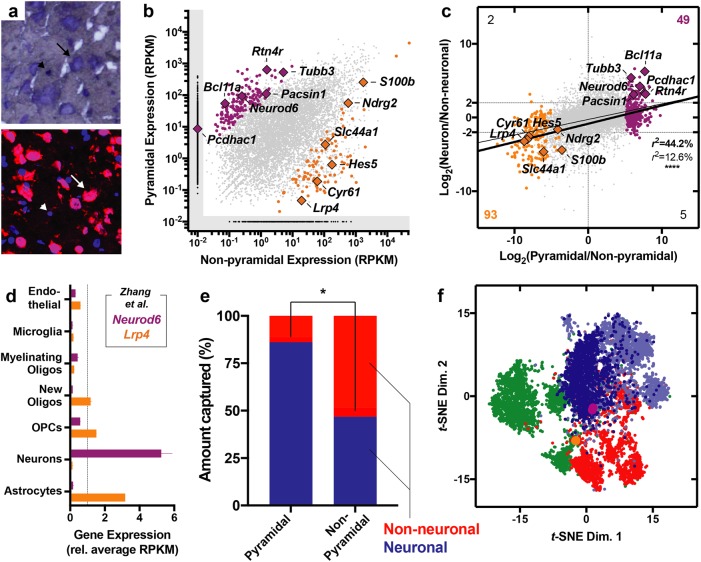 Laser capture microdissection (LCM) and RNA-sequencing of pyramidal neurons and non-pyramidal cells. a Representative micrographs highlighting Nissl-stained frozen tissue (top) and NeuN immunohistochemistry (bottom). Arrows indicate pyramidal neurons and arrowheads indicate adjacent non-pyramidal, NeuN- cells. b Scatter plot displaying genes expressed and statistically enriched in pyramidal (purple) and non-pyramidal (orange) populations (P < 0.01). c Scatter plot displaying relationship between pyramidal enrichment pattern (x axis, LCM) and neuronal enrichment (y axis, sorted mouse neocortex [44]). Thin line indicates regression with all genes and thick line indicates regression of with only differentially expressed (colored) genes. Counts in each corner indicate number of genes within the respective quadrant that were both statistically enriched (P < 0.01 based on LCM) and showed at least a 22-fold enrichment pattern (based on sorting). d Data from Zhang et al. [44]. highlighting the enrichment pattern of Neurod6 and Lrp4, enriched in neuronal and non-neuronal cells, respectively. e In silico cytometry revealed enrichment of neuronal cells within the pyramidal population and a relative depletion of this cell type in the non-pyramidal population (P < 0.05). f Non-linear cluster analysis highlighted the topological relatedness between the pyramidal population (purple) and excitatory cortical neurons (blue) from the human neocortex, especially the Ex1 subtype (dark blue), which reflects layers II and III cortical projection neurons as defined by Lake et al. [45]. The non-pyramidal cells (orange), on the other hand, were more similar to glia (green) and inhibitory cortical neurons (red)