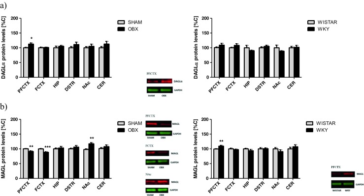 Changes in the expression of metabolizing enzymes of 2-AG synthetizing enzyme—DAGLα (a) and degrading enzyme—MAGL (b) in brain structures from OBX and WKY rats. 2-AG 2-arachidonoylglycerol, DAGLα diacylglycerol lipase α, MAGL monoacylglycerol lipase, PFCTX prefrontal cortex, FCTX frontal cortex, HIP hippocampus, DSTR dorsal striatum, NAc nucleus accumbens, CER cerebellum, OBX bulbectomized rats, WKY Wistar Kyoto rats. All data are expressed as mean ± SEM. N = 8 rats/group. *p < 0.05; **p < 0.01; ***p < 0.001 vs SHAM-operated or Wistar rats