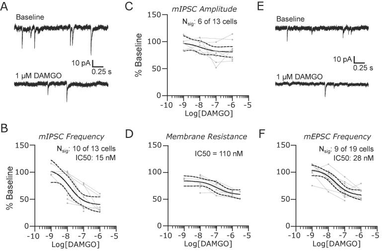 MOP receptors suppress synaptic activity and reduce input resistance in lateral parabrachial neurons. (A) Representative recordings of mIPSCs in baseline conditions and in the presence of 1 µM DAMGO. The suppression of mIPSC frequency was dose dependent (B), but the amplitudes (C) were not affected. However, DAMGO caused a significant dose dependent reduction in membrane resistance in PB neurons (D). Similar results were observed for mEPSCs with representative recordings in (D) and group data for frequency in (F). Group data are fit with a log(dose) vs response curve ± 95% CIs.