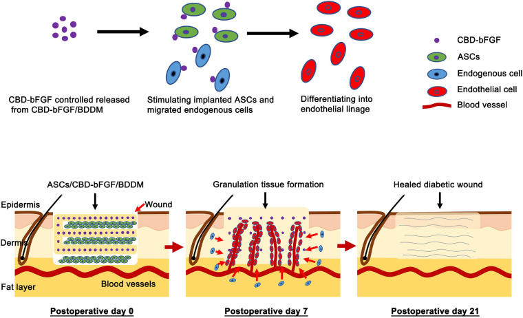Schematic illustrating the application of adipose-derived stromal cells (ASCs)/collagen-binding domain–basic fibroblast growth factor (CBD–bFGF)/book-shaped decellularized dermal matrix (BDDM) in diabetic wound healing and their potential mechanisms. The CBD–bFGF/BDDM releases the tethered bFGF in a controlled pattern and then stimulates the implanted ASCs, and the endogenous cells migrated into the wound site down into the endothelial lineage, thus promoting diabetic wound healing, including enhancing the angiogenesis, granulation tissue formation, collagen deposition, and re-epithelialization.