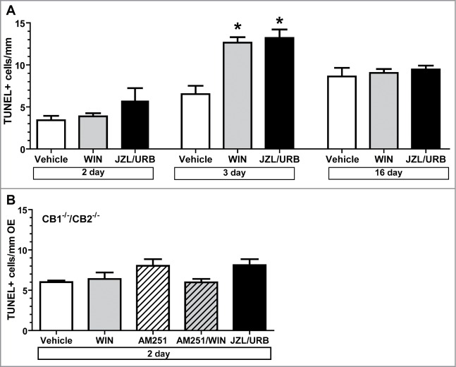 Incidence of cell death following cannabinoid administration. Adult (6–8 week) male C57BL/6 or CB1−/−/CB2−/− mice (non-littermates) intranasally aspirated vehicle (1% DMSO), WIN (10 μM), AM251 (10 μM), AM251 prior to WIN, or JZL/URB (10 μM, 100 μM, respectively). Bar graphs showing quantification of TUNEL positive cells (mean ± SEM) 2, 3 or 16 d post-treatment in C57BL/6 mice (A) or 2 d post-treatment in CB1−/−/CB2−/− mice (B). *, p < 0 .01 vs. respective time vehicle (Two-way ANOVA followed by Newman-Keuls post-hoc test; n = 4 mice/group).