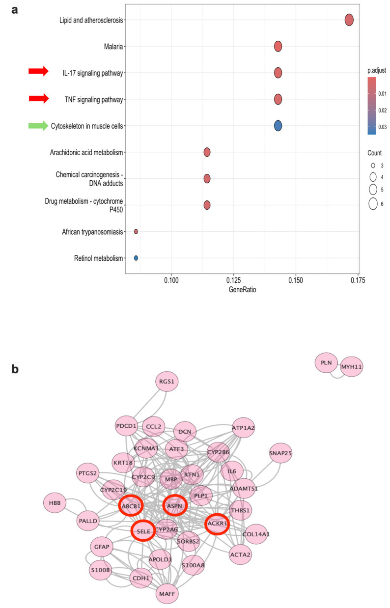 KEGG pathway enrichment and PPI network of DEGs in DT-G1 meningiomas. (a) Dot plot of significantly enriched KEGG pathways ranked by adjusted p-value; dot colour indicates significance and dot size represents the gene ratio. (b) PPI network generated from the 51 DEGs using STRING, showing 37 nodes and 180 edges. Hub genes with the highest connectivity (ASPN, SELE, ABCB1, ACKR1) are highlighted. No significant MCODE clusters were detected.
