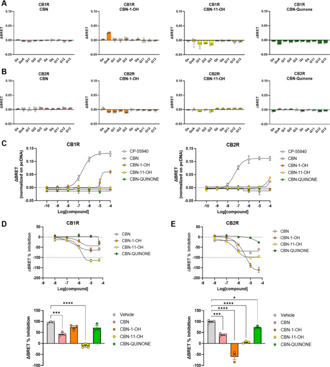 Analysis of CB1R and CB2R activity after treatment with CBN and its metabolites. G protein nanoBRET assays were used to obtain a fingerprint of G protein activation by CB1R (A) or CB2 (B) receptors in response to treatments with 10 μM of indicated compounds. N = 3. (C) Concentration–response curves of GoA activation by CB1R and CB2R after application of indicated CBN metabolites. The full agonist CP-55940 was used as a reference (pEC50 = 6.64). N = 3. (D) Concentration–response curves of CB1R inhibition after pretreatment with 1 μM CP-55940 and application of indicated CBN metabolites (top panel). The ΔBRET ratio was calculated for an additional 100 s. In the lower panel, we quantified the signal inhibition compared to the vehicle at 50 μM of CBNs applied. One-way ANOVA with Dunnett’s comparison to vehicle. N = 3, ***p < 0.001; ****p < 0.0001. (E) Concentration–response curves and quantification of inhibition at 50 μM CBN and its metabolites applied for CB2 receptor. One-way ANOVA with Dunnett’s comparison to vehicle. N = 3 *p < 0.05; ***p < 0.001; ****p < 0.0001.