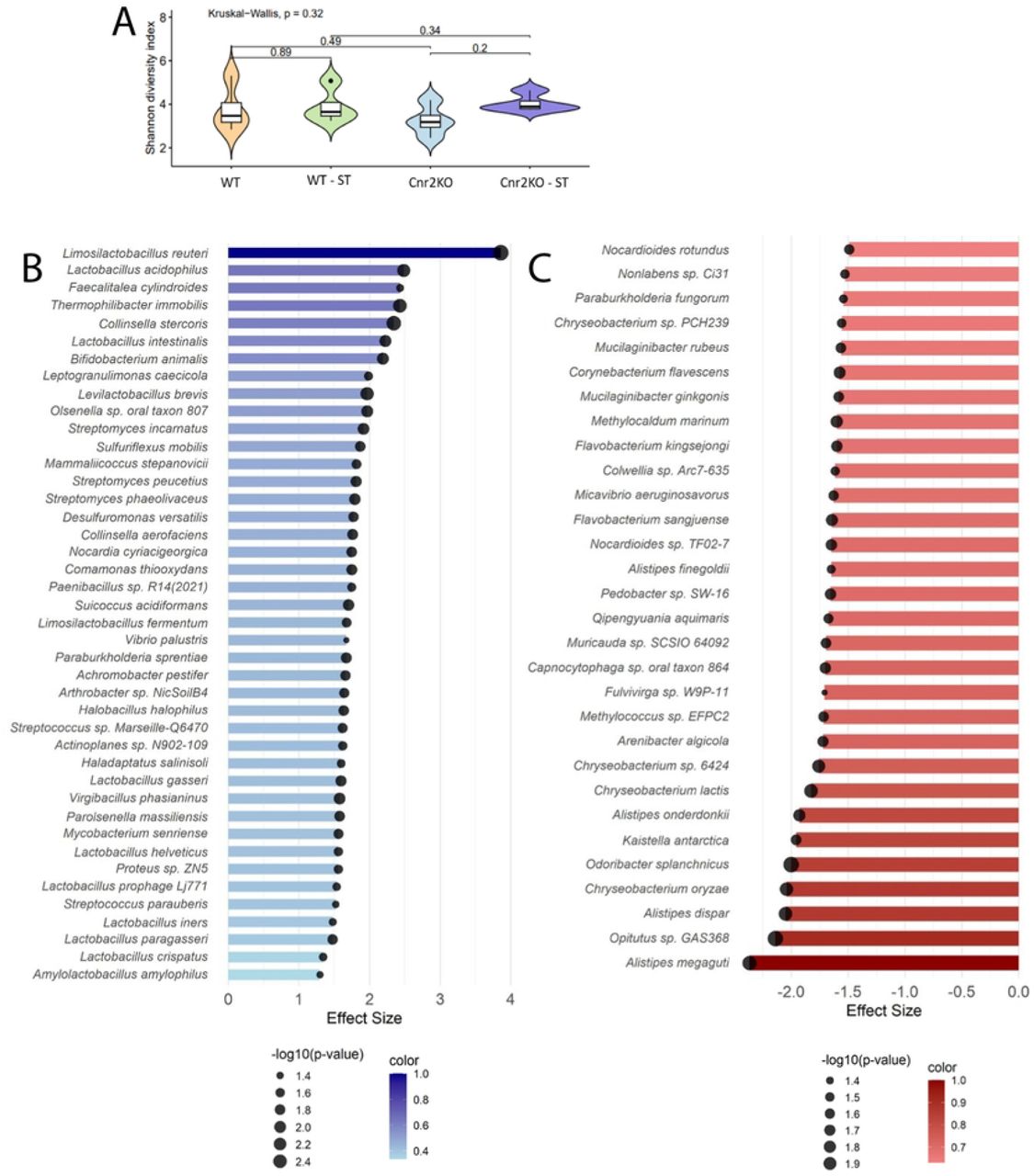 Gut microbiome alterations in CB2R-KO mice during Salmonella infection.(A) Alpha diversity of the gut microbiota in CB2R knockout (CB2R-KO) and wild-type (WT) mice at baseline (pre-infection) and 4 days post-infection (dpi) with Salmonella Typhimurium. Alpha diversity was assessed using the Shannon diversity index. The Kruskal-Wallis test was performed for significance test. (B-C) Differential abundance analysis of microbial taxa 4 days post-infection. Blue bars indicate taxa enriched in WT; red bars indicate enrichment in CB2R-KO. Circle size represents -log10(p-value).