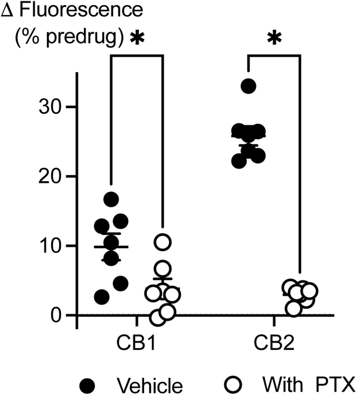 The effects of (+)-CBD are mediated via pertussis toxin-sensitive G proteins.AtT20 cells expressing CB1 or CB2 receptors were challenged with (+)-CBD (30 µM) after overnight pretreatment with pertussis toxin (PTX, 200 ng mL−1) or vehicle. The effects of (+)-CBD were significantly (*) reduced by PTX (Student’s unpaired t-test, p < 0.05). Each dot represents one independent experiment performed in duplicate; bars indicate mean ± SEM (n = 7).