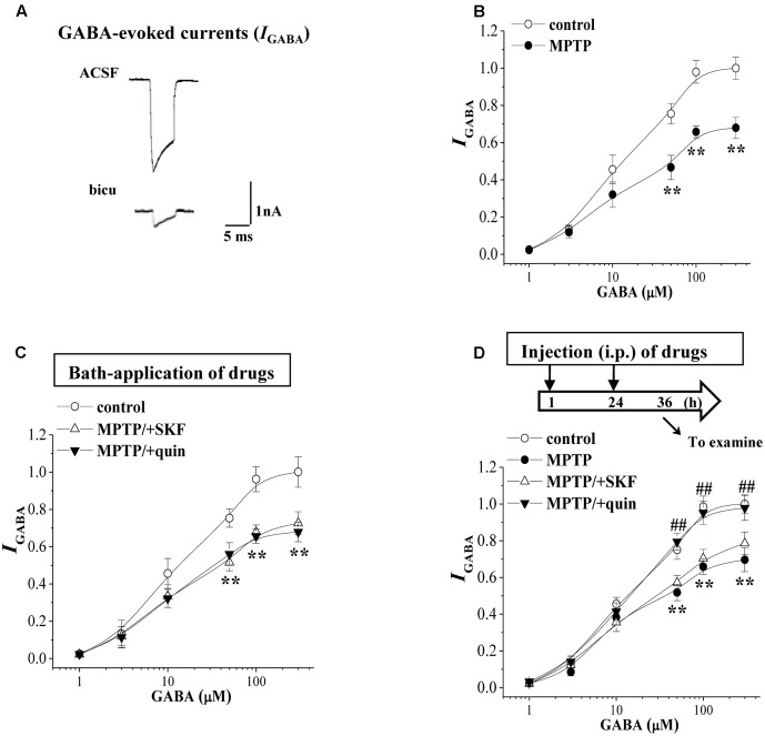 MPTP-induced dopamine depletion causes GABAAR dysfunction. (A) Representative traces of whole cell currents evoked by 10 μM GABA (IGABA) in control slices or the slices treated with bicuculline (bicu). (B) The densities of IGABA evoked by GABA (1–300 μM) in control mice and MPTP-mice. Each point represents the density of IGABA normalized by a control value evoked by GABA (10 μM). Repeated-measure ANOVA, F(1,14) = 37.32, p < 0.001. ∗∗p < 0.01 vs. control mice. (C) Evoked IGABA by GABA (1–300 μM) in slices of MPTP-mice treated with SKF38393 (SKF) or quinpirole (quin). ∗∗p < 0.01 vs. control mice. (D) Evoked IGABA by GABA (1–300 μM) in MPTP-mice treated with the injection (i.p.) of SKF38393 (SKF) or quinpirole (quin). Time chart of the experimental procedure (upper panel). ↓: time of drug administration; ↘: time of electrophysiological experiments. Repeated-measure ANOVA, MPTP: F(1,14) = 28.372, p < 0.001; SKF: F(1,14) = 1.094, p = 0.313; quin: F(1,14) = 32.941, p < 0.001. ∗∗p < 0.01 vs. control mice; ##p < 0.01 vs. MPTP-mice.
