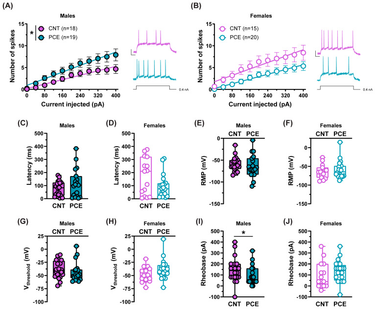 PCE increases the excitability of pyramidal neurons in male offspring at adolescence. (A) Male PCE pyramidal neurons (nrat = 10) exhibit increased excitability in response to somatically injected current (* p = 0.0442; 2-way RM ANOVA; p > 0.05; Holm–Sidak’s) when compared to CNT neurons (nrat = 8). (B) No differences were found between female PCE (nrat = 7) and CNT neurons (nrat = 6; p = 0.4192; 2-way RM ANOVA; p > 0.05; Holm–Sidak’s). Insets show representative traces of evoked action potentials (APs) in response to the maximum current injected; calibration bar: 50 ms, 25 mV. Bar graphs show the intrinsic properties of pyramidal neurons of PCE and CNT offspring: latency for the first evoked AP in males (C) (p = 0.5639; Mann–Whitney) and females (D) (p = 0.2173; Mann–Whitney); resting membrane potential (RMP) in males (E) (p = 0.2924; Mann–Whitney) and females (F) (p = 0.6747; Mann–Whitney); voltage threshold (Vthreshold) in both sexes ((G), p = 0.2734 and (H), p = 0.0674 Mann–Whitney, males and females, respectively); rheobase in males (I) (* p = 0.0397; Mann–Whitney) and females (J) (p = 0.1523; Mann–Whitney) (males: CNT ncells = 18, nrat = 8, PCE ncells = 19, nrat = 10; Females: CNT ncells = 15, nrat = 6, PCE ncells = 20, nrat = 7). Data are represented as average values ± S.E.M.