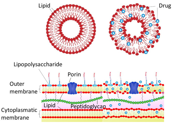 Schematic representation of the hydrophobic drug effects on the liposome model and bacterial membrane. The top panels depict a lipid vesicle before and after the drug insertion, and the lower panel schematizes a Gram-negative bacteria under such conditions.
