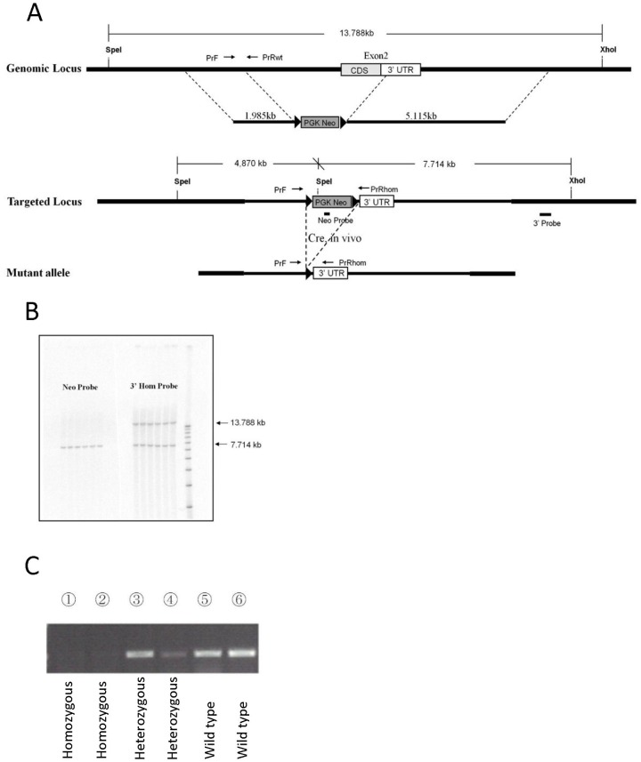 Construction and confirmation of Gpr55 KO mice.(A) Schematic diagram of the mouse Gpr55 gene and the targeting strategy. CDS: coding sequence, 3′UTR: 3 end un-translated region, PGK Neo: a loxP-flanked Neo cassette. (B) Southern blotting analyses of ES-cell clones using the probes indicated in (A). (C) Gpr55 expression analyses by reverse transcriptase (RT) PCR analysis of cerebrum dissected from Gpr55 homozygous KO (lane 1–2), Gpr55 heterozygous (lane 3–4) and wild type (lane 5–6) mice.