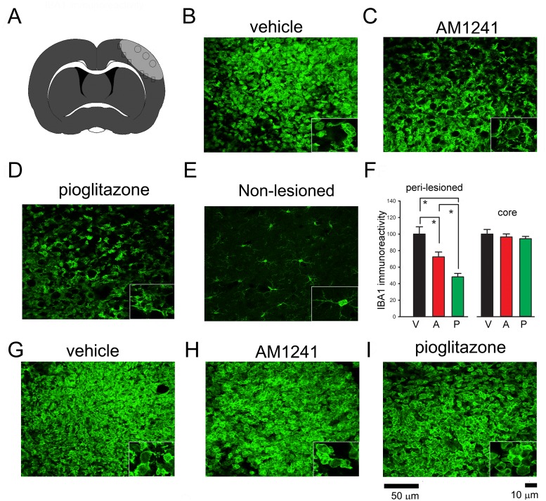 Post-treatment with pioglitazone or AM1241 reduced IBA1 immunoreactivity in the peri-lesioned area.AM1241, pioglitazone, or vehicle was given to rats from days 2 to 5 after a 60-min MCAo. Animals were sacrificed on day 6 for IBA1 immunostaining. (A) Core (circle) and peri lesioned (squares) areas in the ipsilateral cortex in each brain section with a visualized anterior commissure were used to compare IBA1 activity in all brain samples. (B-D) In the peri lesioned area, IBA1 immunoreactivity was greatly increased, comparing to (E) the non-lesioned side cortex. (B, insert) High magnification images indicated that de-ramified microglial cells in the peri lesioned region. (E, insert) In the non-lesioned side cortex, resting microglia exhibited ramified morphology. (D) Post-treatment with pioglitazone greatly reduced the IBA1 immunoreactivity and (D, insert) morphological activation of microglia in the peri-lesioned area. (C) AM1241 partially reduced IBA1 immunoreactivity. (F) The IBA1-immunofluorescence (IF) was quantified in three consecutive brain sections with a visualized anterior commissure in each animal. Averaged IBA1-IF pixel density in the peri-lesioned zone was significantly reduced by pioglitazone (p<0.001, Left panel). A significant reduction in IBA1-IFwas found in animals treated pioglitazone, compared to AM1241 (p = 0.014), suggesting that pioglitazone was more potent than AM1241 to reduce IBA1 immunoreactivity in the peri-lesioned area. (G-I) In the lesioned core, treatment with (H) AM1241 or (I) pioglitazone did not alter IBA1-IF. (F, right panel) Averaged IBA1-IF pixel density in the core was not affected by AM1241 or pioglitazone.