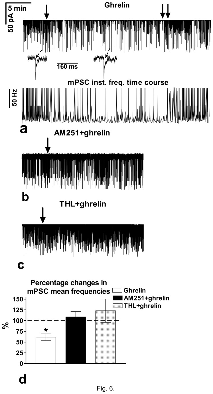 Effect of ghrelin (4 µM) on the mPSCs in the GnRH neurons of the female metestrous mice. a) Ghrelin decreased the frequency of the mPSCs (N=14) with no change in the shape of the individual mPSCs (insets). Time course of instantaneous frequency is depicted under the mPSC-recording. b) Effect of ghrelin on the mPSCs was abolished by the pretreatment with AM251 (N=11). c) Intracellularly applied THL eliminated the ghrelin-evoked changes on the mPSCs (N=10). d) Bar graph reveals that ghrelin significantly diminished the frequency of mPSCs. Arrow shows the onset of ghrelin administration. *=p<0.05.