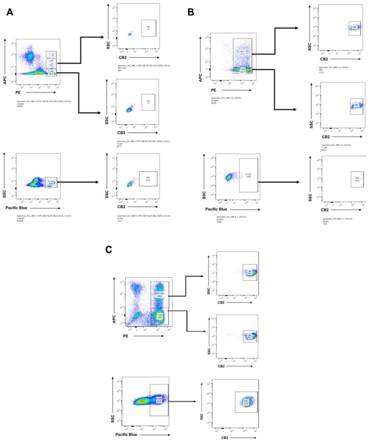 (A) The differential expression of CB2 receptor in the main cell subsets of human Cytokine-induced killer (CIK) cells, i.e., CD3+ T lymphocytes (CD4+ and CD8+), CD3+CD56+ NKT cells, and CD20+ B-cells. Both surface expression and intracellular CB2 expression were evaluated. The CIK cells were immunophenotyped at day 0 by flow cytometry. At day 0, CB2 expression was not detectable in any T lymphocytes subsets (CD3+ T lymphocytes 20.0%, CD3+CD56+ NKT 1.2%). Also, the B cells subset which was 5.4% did not express any CB2 receptor. (B) The CIK cells were immunophenotyped at day 14 by flow cytometry. Both surface expression and intracellular CB2 expression were evaluated. The T lymphocytes subsets were CD3+ T lymphocytes 66.7% and CD3+CD56+ NKT 27.3%. CB2 expression was dramatically upregulated within both CD3+ T lymphocytes (CD4+ and CD8+) 99.3% and the CD3+CD56+ NKT cells population 98.1%. The B cells subset was only the 0.9%. (C) The CIK cells were immunophenotyped on day 7 by flow cytometry. Both surface expression and intracellular CB2 expression were evaluated. The T lymphocytes subsets were CD3+ T lymphocytes 60.8% and CD3+CD56+ NKT 18.3%. CB2 expression was upregulated within both CD3+ T lymphocytes (CD4+ and CD8+) 99.7% and the CD3+CD56+ NKT cells population 99.4%. The B cells subset was the 21%, and all were positive for CB2 100%.