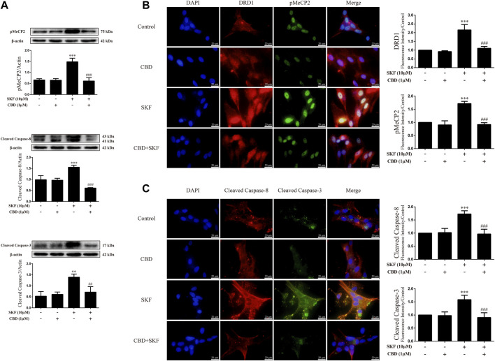 Protein levels and colocalization in neurons incubated with CBD and/or SKF81297. (A) Levels of pMeCP2 and apoptosis-related proteins. (B) DRD1 and pMeCP2 levels and their colocalization. (C) Cleaved caspase-8 and cleaved caspase-3 levels and their colocalization. ** p < 0.01 or *** p < 0.001 compared with control group, ## p < 0.01 or ### p < 0.001 compared with METH group; Tukey HSD post-hoc comparison after significant ANOVA.