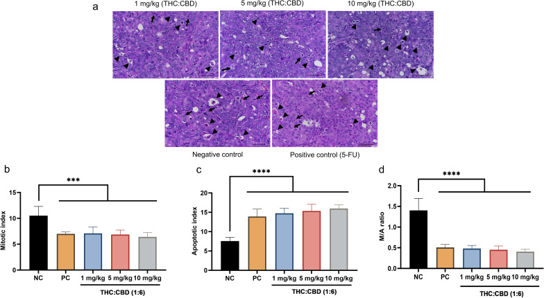 Effect of cannabinoids on the mitotic and apoptotic index. (a) The xenograft tumors performed scattered mitotic cells (arrow) and apoptotic cells (arrowhead) (H&E stained, 40×, scale bar = 50 µm). (b–d) The mitotic (b), apoptotic cell count (cells/HPF) (c), and M/A ratio (d) among the NC group, PC group, and cannabinoids–treated groups at a dose of 1, 5, and 10 mg/kg BW. The values were presented as mean ± SD. ***p < 0.01; ****p < 0.001 (one–way ANOVA and post hoc test).