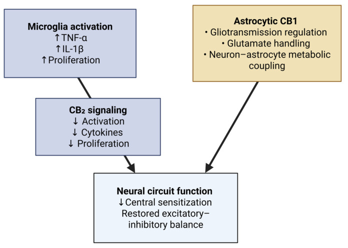 Glial modulation and neuroinflammation. CB2 signaling dampens microglial activation and cytokine release, while astrocytic CB1 regulates gliotransmission and glutamate handling. Together with peripheral CB2 effects, these mechanisms restore excitatory–inhibitory balance and reduce central sensitization. Created in BioRender online application, available at https://app.biorender.com/ (accessed on 28 August 2025).